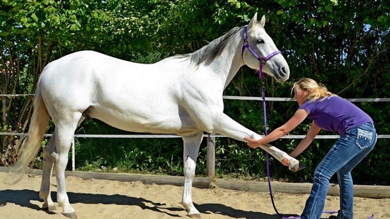 Dorntherapie Sabrina Steinhauser vital equine